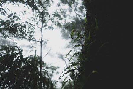 view of tropical forest, Khao Yai National Park, Thailand