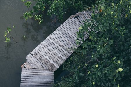 Wooden walk way in mangrove forest, Feel the nature, fresh and relaxの写真素材