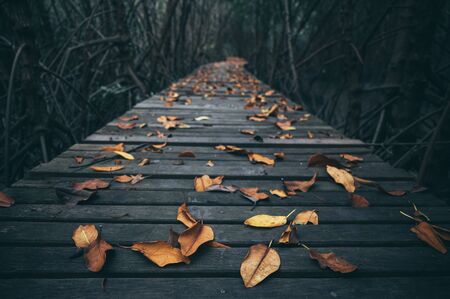 Wooden walk way in mangrove forest, Feel the nature, fresh and relax