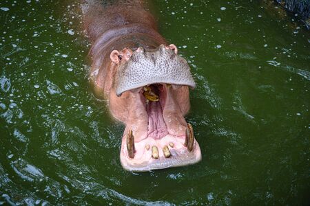 Hippopotamus, Hippo living in water lake