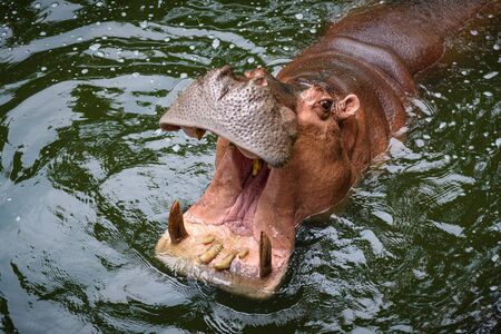 The hippo is opening his mouth to eat, Hippopotamus; Hippoの写真素材