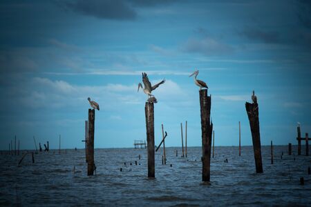 The beautiful  wild birds flying to find the food near the riverの写真素材