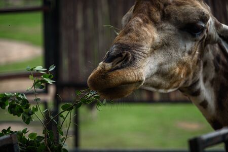 Giraffes are eating food that humans feedの写真素材