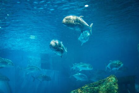 Amazing coral reef aquarium moment