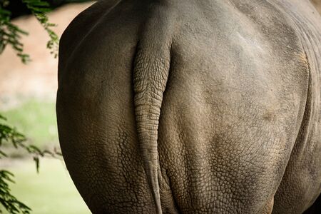 rhino skin, texture of rhino skin for backgroundの写真素材
