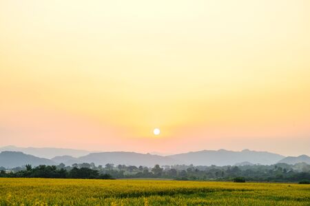 landscape nature view with yellow flowerの写真素材
