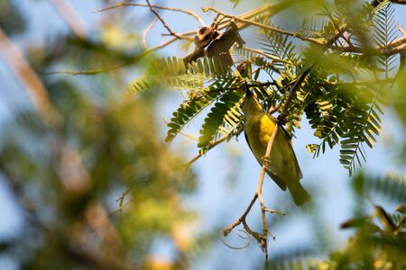 bird living in the nature, garden lifeの写真素材