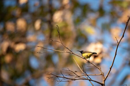 bird living in the nature, garden lifeの写真素材