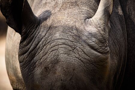Northern White Rhino with Southern White Rhino, Kenyaの写真素材