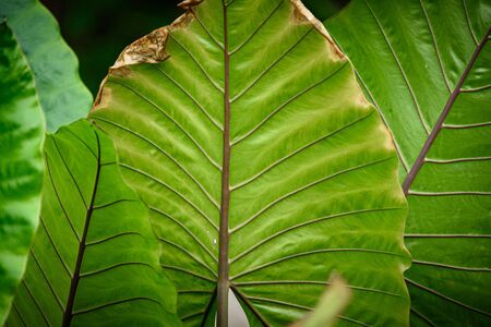 Green leaves in the forest at sunset, Nature conceptの写真素材