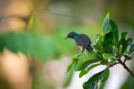 bird living in the nature, garden lifeの写真素材