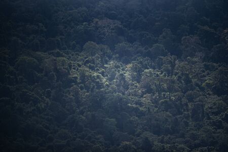 tropical forest landscape scene, dark toneの写真素材