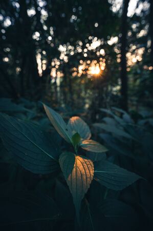 Green leaves in the forest at sunset, Nature conceptの写真素材