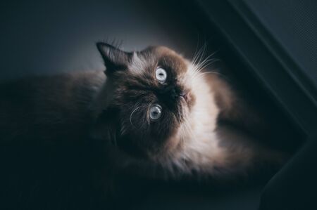 cat sitting alone and look out at the door, himalayan catの写真素材