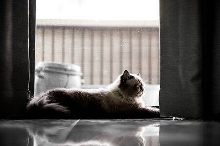Himalayan cat sitting alone at homeの写真素材