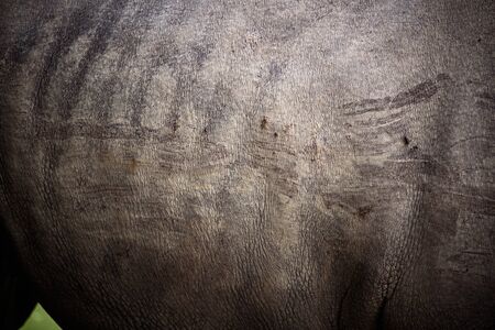 rhino skin, texture of rhino skin for backgroundの写真素材