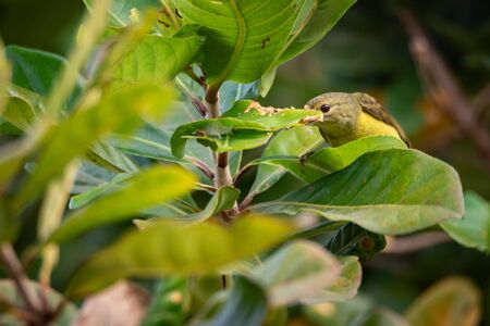 bird living in the nature, garden lifeの写真素材
