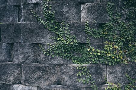 old brick wall with ivy plantの写真素材