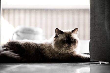 Himalayan cat sitting alone at homeの写真素材