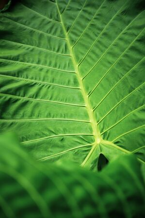abstract texture background of green leaf