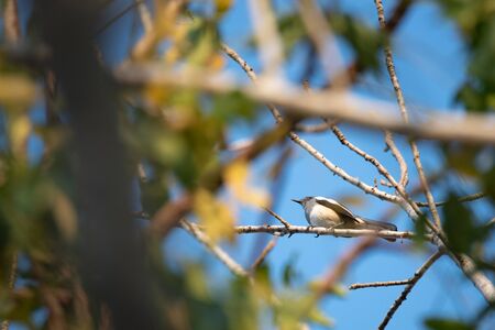 bird living in the nature, garden lifeの写真素材