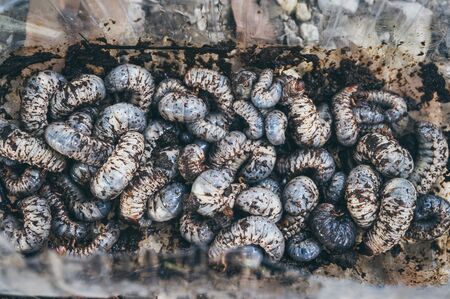 Beetles larvae, texture background of Beetles larvaeの写真素材