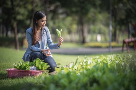 young smart farmer, Agriculture business startupの写真素材
