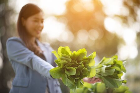 young smart farmer, Agriculture business startupの写真素材