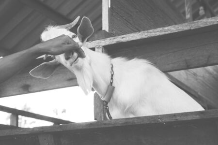 white milk goats on the farm, Thailandの写真素材
