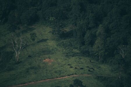 tropical forest natural background, nature scene in green tone styleの写真素材