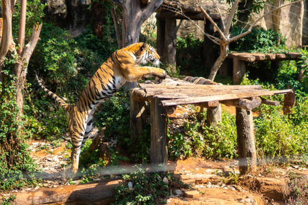 tiger wildlife mammal predator, wild carnivore animal, bengal tiger showing in zooの写真素材
