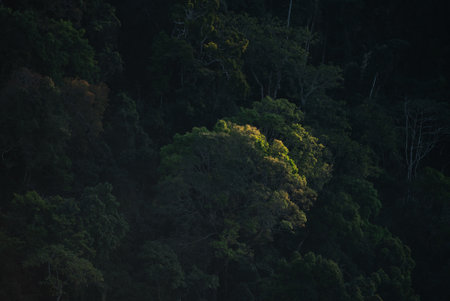 nature jungle landscape scene of tropical forest, concept of ecology and environment conservation, relaxing for spa therapy and zen treatment, outdoors vacation in the morningの写真素材