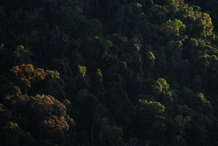 nature jungle landscape scene of tropical forest, concept of ecology and environment conservation, relaxing for spa therapy and zen treatment, outdoors vacation in the morningの写真素材