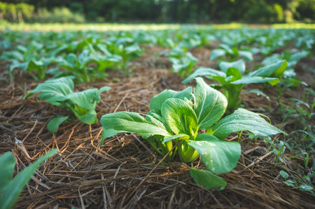 green nature vegetable farm, organic raw food agriculture concept for good health lifestyle, organic...