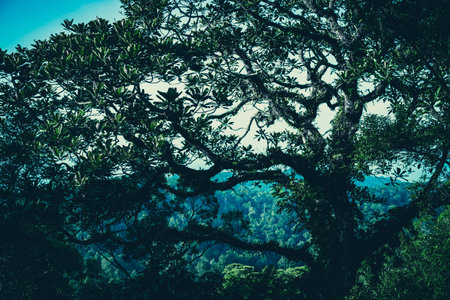 nature background of green forest, tropical forest in green filterの写真素材