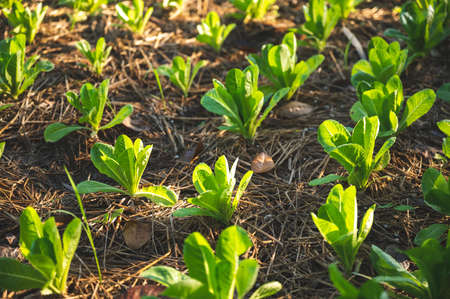 green nature vegetable farm, organic raw food agriculture concept for good health lifestyle, organic salad plant crop on field, healthy clean foodの写真素材