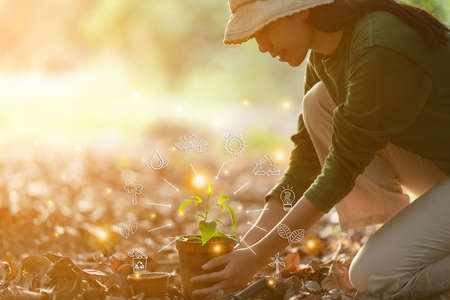 Hands holding a young plant. Planting a young seedling. Working in the vegetable garden. Agriculture. Farmingの写真素材