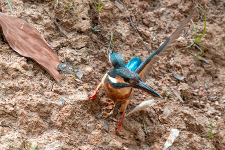 Beautiful Kingfisher in the Wild Colourful Alcedo Atthis Perched on Tree Branch by the River, Vibrant Blue and Orange Feathers, Fly and Catch Fish, Showcasing Nature's Stunning Wildlife and Faunaの写真素材