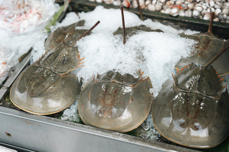 wide selection of fresh seafood on ice including oysters, crabs, snails, and shrimp, perfectly preserved for premium cooking, offering rich flavors and variety at a bustling seafood market stallの写真素材