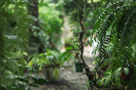 Tranquil botanical pathway adorned with lush tropical foliage, vibrant green leaves, and a peaceful stone walkway leading through a serene garden with soft sunlight and natural texturesの写真素材