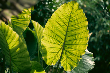 Earth Day eco concept with tropical forest background, natural forestation preservation scene with canopy tree in the wild, concept on sustainability and environmental renewableの写真素材