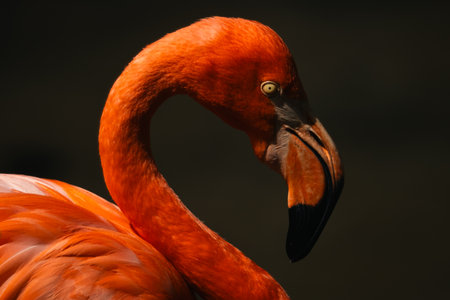 Close-Up Portrait of a Graceful Flamingo: Vibrant Pink Feathers and Exotic Beak Highlighting the Beauty of Wildlife, Capturing the Detail of this Tropical Avian in its Natural Habitat by the Waterの写真素材