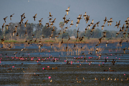 funny Birds playing a water splash in nature summer, wildlife animal scene in motion of freedom moment on water basin sinkの写真素材