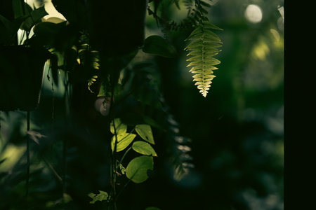banner background of tropical forest landscape scene for using in concept of environmental ecology and sustainable energy or Earth day, wild wood scenic using for wallpaper of spa and tourismの写真素材