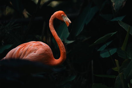 Close-Up Portrait of a Graceful Flamingo: Vibrant Pink Feathers and Exotic Beak Highlighting the Beauty of Wildlife, Capturing the Detail of this Tropical Avian in its Natural Habitat by the Waterの写真素材