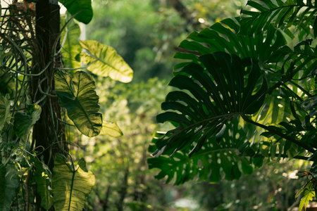 Rustic Tropical Garden with Monstera Foliage: Sunlight Filtering Through Greenery and Leaves by a Vintage Window, Creating a Peaceful Natural Environment, Perfect for Outdoor Livingの写真素材