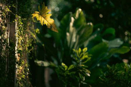 Earth Day eco concept with tropical forest background, natural forestation preservation scene with...