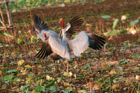 Majestic Thai Sarus Cranes displaying courtship behavior in a natural wetland habitat, symbolizing harmony, biodiversity, and the vital role of conservation efforts to protect native bird speciesの写真素材