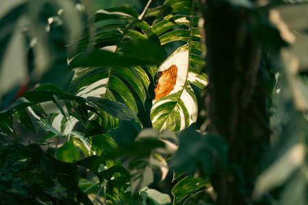Earth Day eco concept with tropical forest background, natural forestation preservation scene with canopy tree in the wild, concept on sustainability and environmental renewableの写真素材
