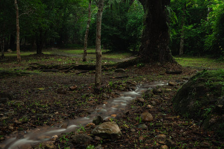 banner background of tropical forest landscape scene for using in concept of environmental ecology and sustainable energy or Earth day, wild wood scenic using for wallpaper of spa and tourismの写真素材